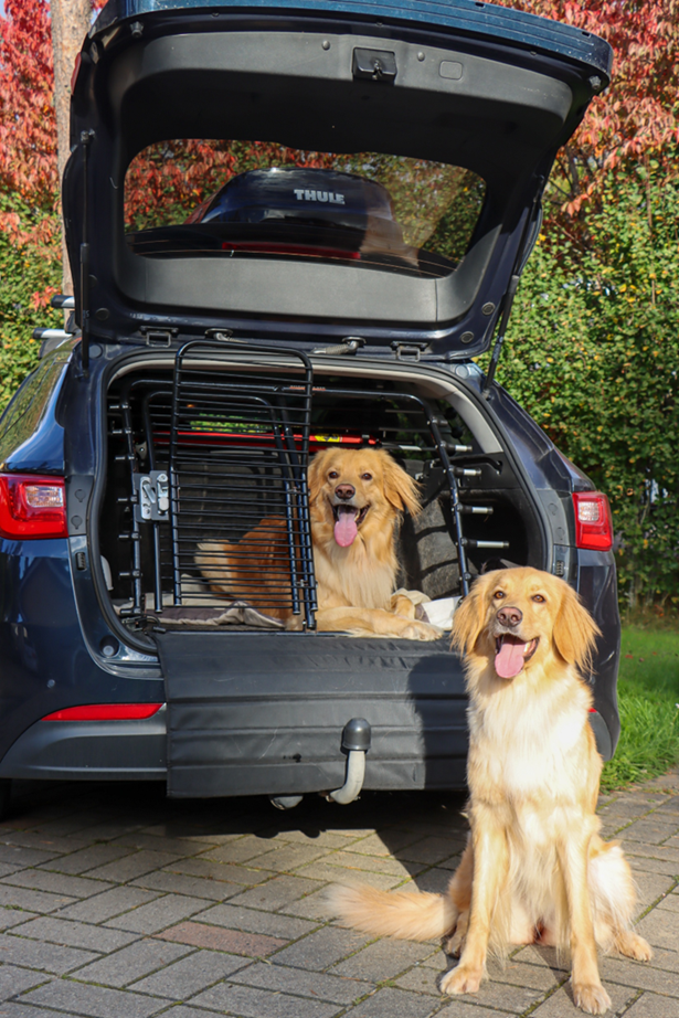 Koira tarvitsee aina pannan, valjaat tai tunnisteen, jossa on omistajan yhteystiedot.