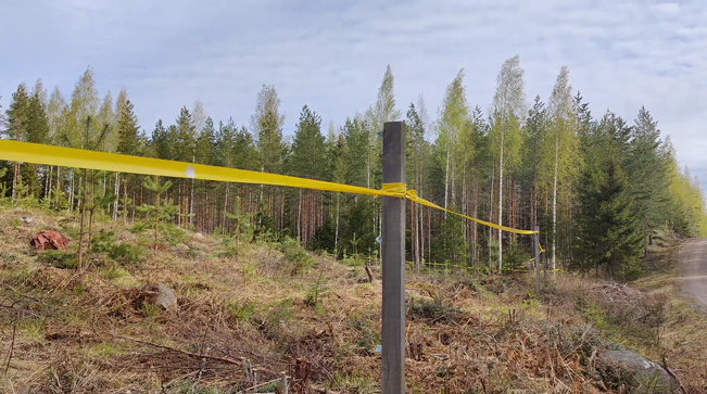 Hirvinauhaa taimikon ympärillä.