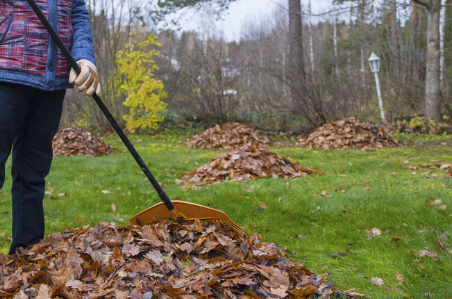 Lehtien haravointi on syksyisin pihan peruspuuhia. 