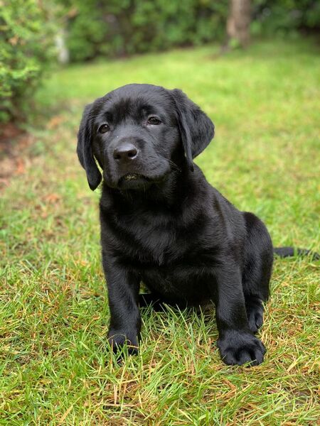 Labradorinnoutajan pentu.
