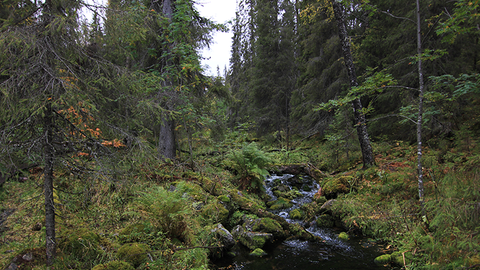 Jyväskylän yliopistossa tehdyssä tutkimuksessa selvitettiin hakkuiden laajuutta biodiversiteetin kannalta eriarvoisissa metsissä Suomessa vuosien 2018–2022 aikana. 
