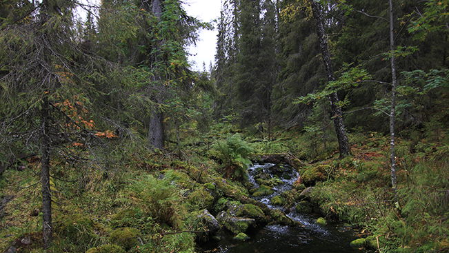 Jyväskylän yliopistossa tehdyssä tutkimuksessa selvitettiin hakkuiden laajuutta biodiversiteetin kannalta eriarvoisissa metsissä Suomessa vuosien 2018–2022 aikana. 
