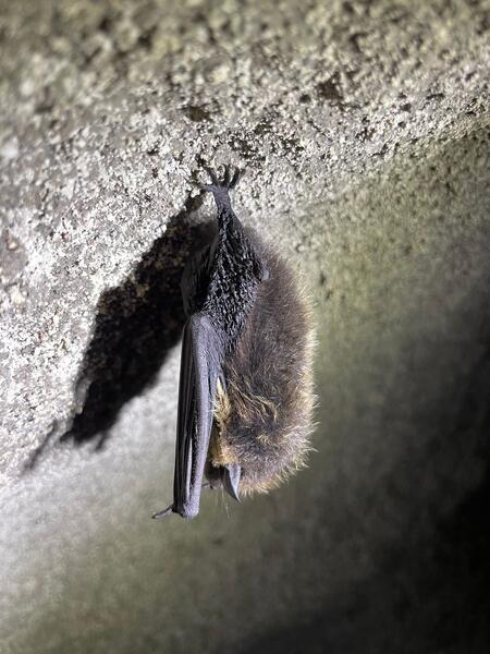 Tutkijoita hämmästytti kivikoissa talvehtivien lajien suuri kirjo.