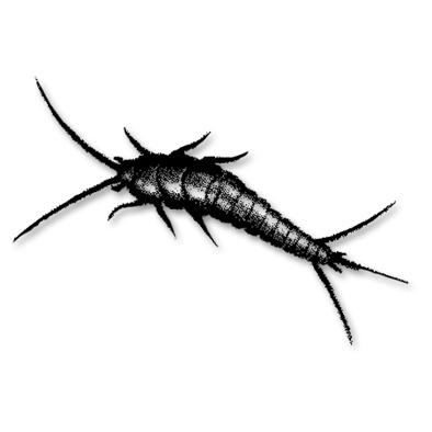 Sokeritoukat eivät ole vaarallisia, mutta runsas esiintymä voi kieliä kotona piilevästä kosteusvauriosta.