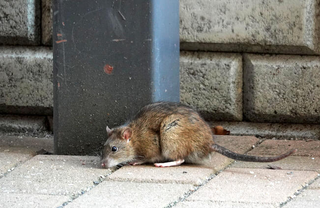 Rottien torjunta on kiinteistön omistajan, ei kaupungin vastuulla.