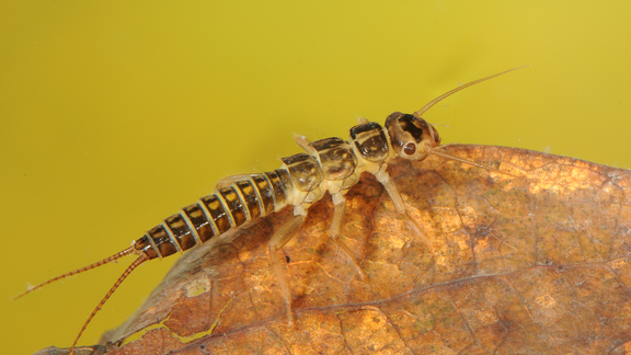 Koskikorentoihin kuuluvien yleisten kirjokorrien (Isoperla spp.) toukat elävät virtavesien pohjalla. Suvun alueellinen esiintyvyys on vähentynyt merkittävästi ihmistoiminnan takia. 
