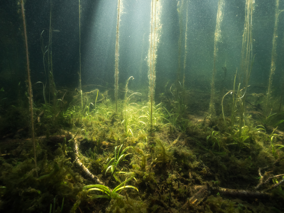 Nuottaruoho (Lobelia dortmanna) viihtyy kirkasvetisiss&#228; j&#228;rviss&#228;. Lajin alueellinen esiintyvyys on v&#228;hentynyt merkitt&#228;v&#228;sti ihmistoiminnan takia.