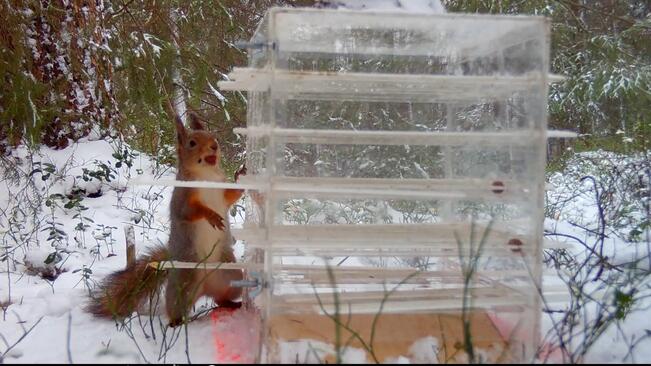 Tutkimuksessa oravien piti avata erilaisia pulmapurkin vipuja saadakseen pähkinät. Samaan aikaan puistossa liikkui ihmisiä. Tutkimukseen osallistuneet 64 oravaa tunnistettiin videoilta.