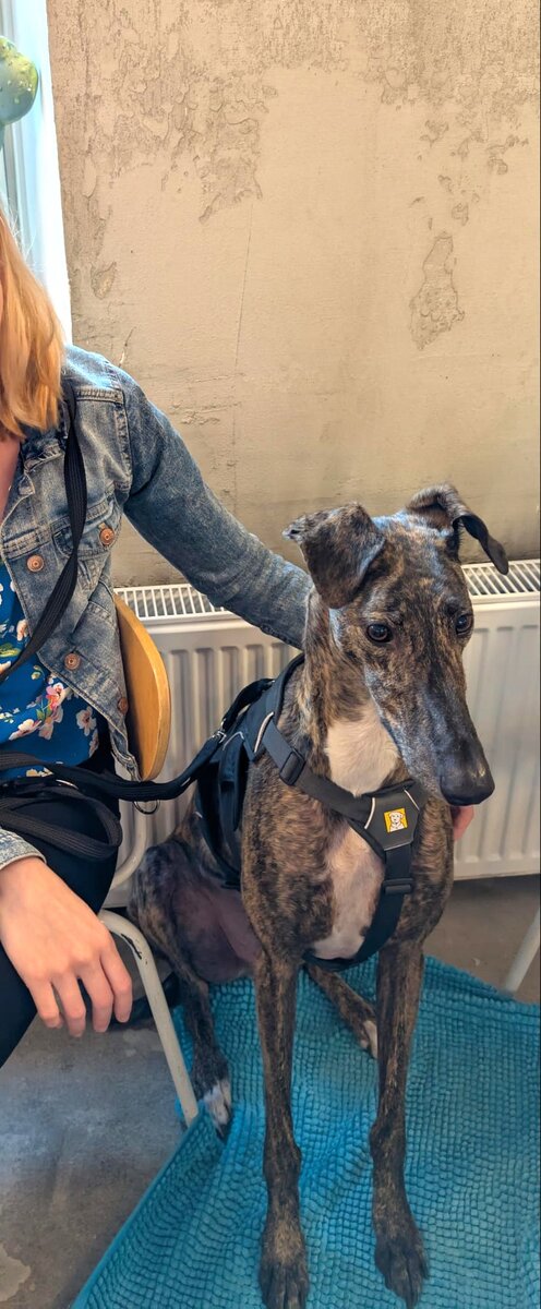 Galgo Leevi, Espanjasta peräisin olevan rescuekoira, on innoissaan ravintolan tuoksuista.