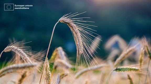 Rukiin osalta Varsinais-Suomen omavaraisuusaste on yli 300 prosenttia.