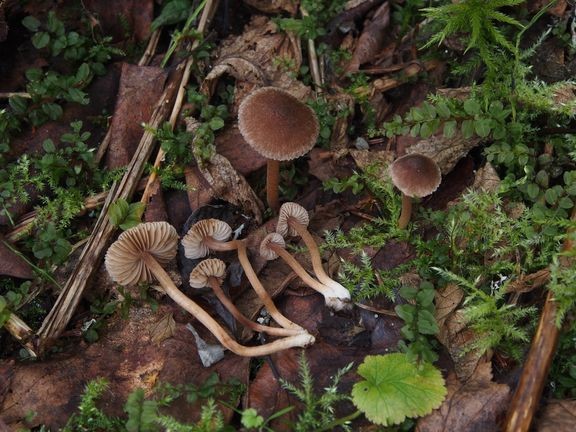 Tutkijoiden löytämään uuteen Inocybe minata -lajiin kuuluvia sieniä. 

