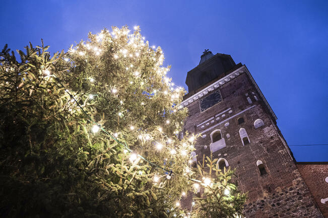 Turun tuomiokirkon joulukuusi saapuu viime vuoden tapaan Mynämäestä.