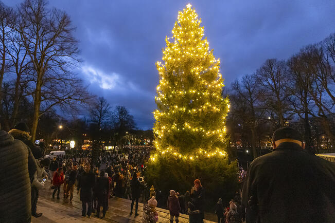 Tuomiokirkon kuusi saa valot lauantaina 29. marraskuuta. Kuva on viime vuodelta.