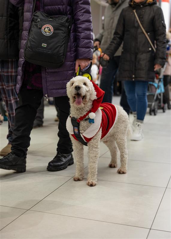 Joulukauden avausp&#228;iv&#228;n suosittuun koirakulkueeseen odotetaan t&#228;n&#228;kin vuonna paria sataa koiraa taluttajineen.