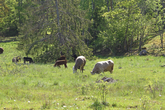 Perinteiset maatalousmenetelm&#228;t voivat auttaa s&#228;ilytt&#228;m&#228;&#228;n luonnon monimuotoisuutta. Laiduntaminen on yksi keskeisist&#228; tavoista yll&#228;pit&#228;&#228; avoimia elinymp&#228;rist&#246;j&#228;.
