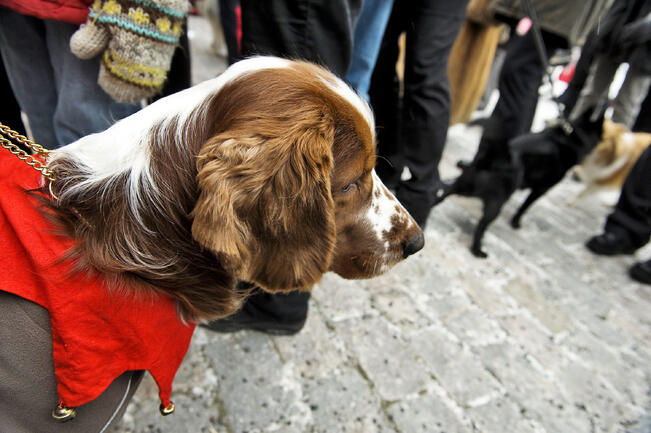 Eläinten joulurauha julistetaan Mikaelin kirkonmäellä jo 19. kerran. Kuva on vuodelta 2009.