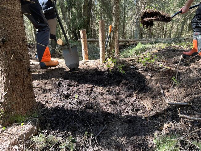 Uudenkaupungin Iso-Haiduksen saaren ennallistamiskohde.