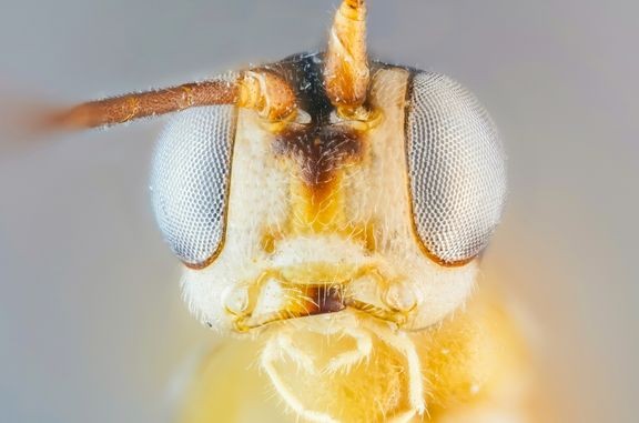 Amazoboea selva -pistiäinen löytyi Ecuadorin Amazoniasta alueelta, jota uhkaavat öljynporaushankkeet. Tieteelle uusi eläinsuku ja -laji löytyi korkealta sademetsän latvustosta kerätyistä näytteistä. Kuvassa Amazoboea-pistiäisen kasvot edestä kuvattuina. Laji sai nimensä Sääksjärven rakkaan Selva-koiran mukaan. Selva tarkoittaa espanjaksi sademetsää.  