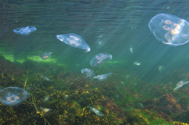 Korvameduusoja Kemiönsaaren vesillä.