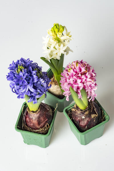 Suomalaiset käyttävät joulukukkiin tänä vuonna keskimäärin 36,50 euroa.