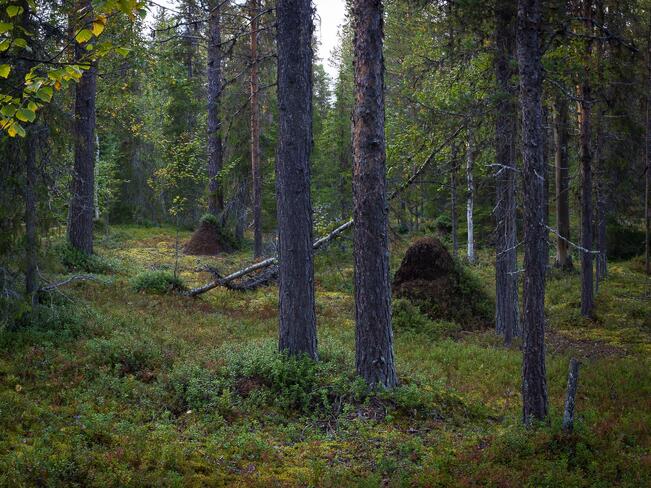 Pekka Puolitaival, Pienet valtakunnat, 2025, valokuva (kuvassa muurahaispesät).