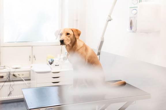 Kaarinen eläinlääkäriasemalla tehdään jatkossa neurologisia tutkimuksia. 