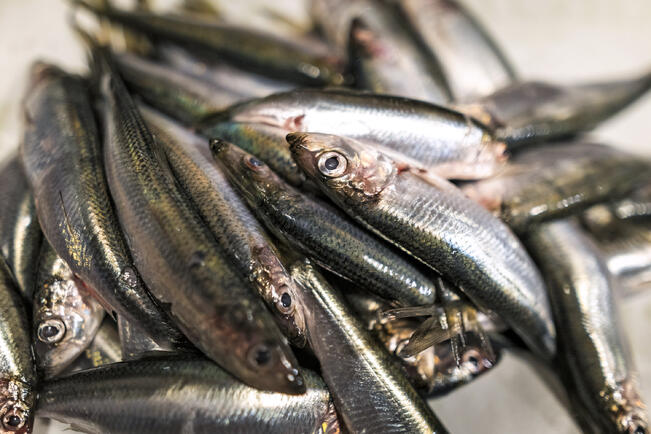 Kalansaaliista reilu puolet oli silakkaa.