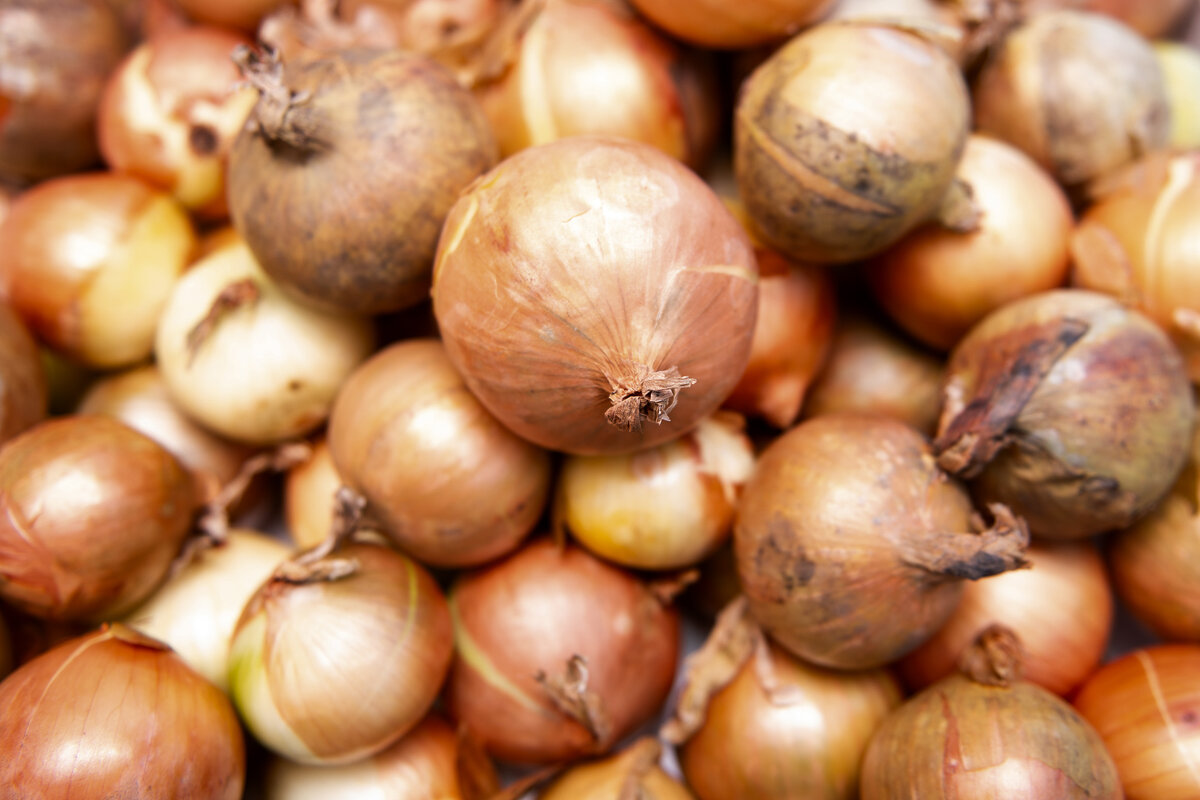 Keltasipuli on lähiruoan aatelia: se on monikäyttöinen ja kotimaisena versiona ekologinen valinta. Lisäksi se on ravintoarvoiltaan erinomainen. Keltasipuli kasvaa hyvin pohjoisissa olosuhteissa ilman suurta kemikaalikuormaa.