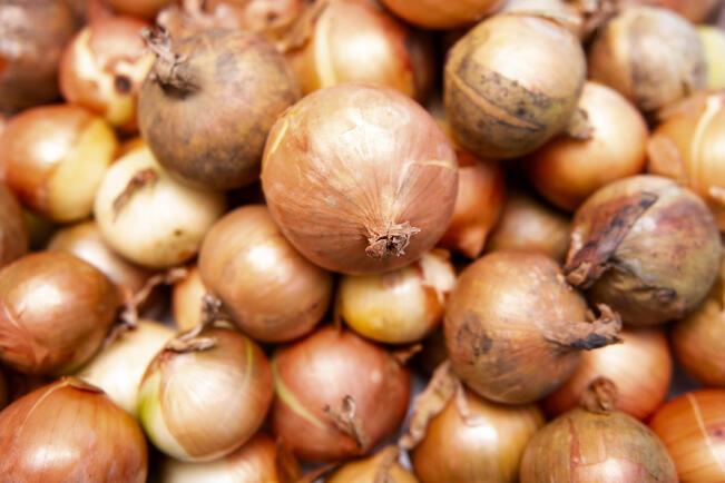 Keltasipuli on lähiruoan aatelia: se on monikäyttöinen ja kotimaisena versiona ekologinen valinta. Lisäksi se on ravintoarvoiltaan erinomainen. Keltasipuli kasvaa hyvin pohjoisissa olosuhteissa ilman suurta kemikaalikuormaa.