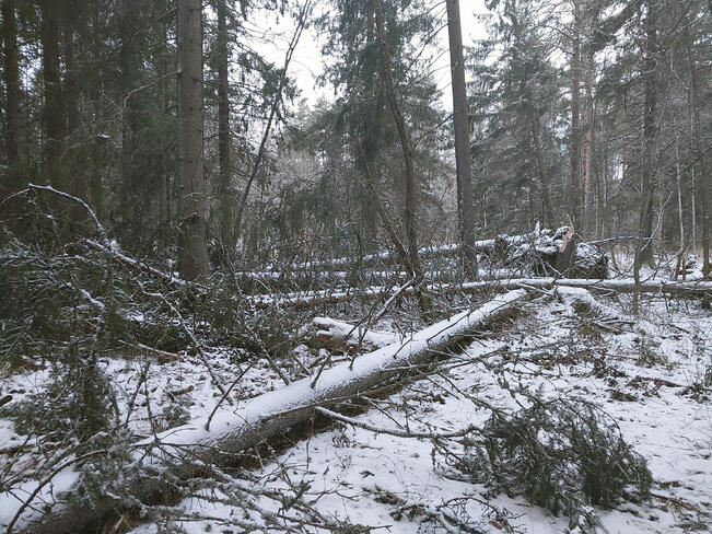 Hannes-myrskyssä kaatuneita puita Keski-Pohjanmaalla. 