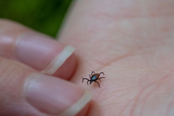 Turun saaristossa kuvattu puutiainen.