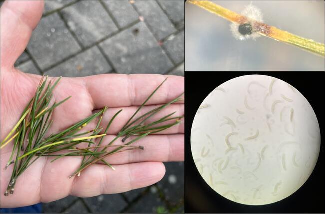 Oireisia neulasia kerättiin vuorimännystä lokakuussa (vasemmalla). Mustaa sienirihmastoa kasvoi ruskeiden laikkujen kohdalta. Rihmastosta mikroskopoitiin Lecanosticta acicola -sienen tuottamia itiöitä (oikealla).