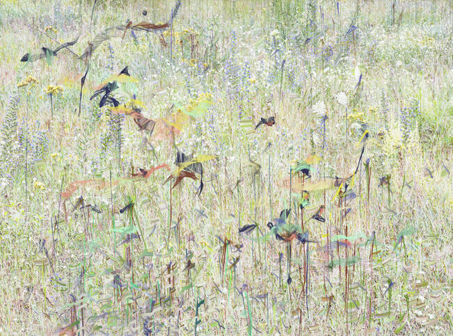 Sandra Kantanen, Meadow 5.