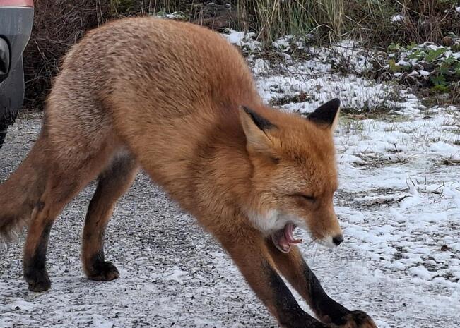 Raision kirjasto nostaa esiin lähiluontoa ja kestävää kehitystä.