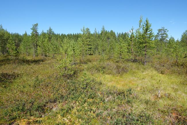 Ennallistetut metsäojitetut suot kehittyvät usein kuivahkoiksi mätäspintaisiksi suotyypeiksi, joilla metaanipäästöt ovat vähäisiä. Kuvan suoalueelle on kasvanut paksu uusi rahkasammalikko kahden vuosikymmenen aikana ennallistamisen jälkeen.