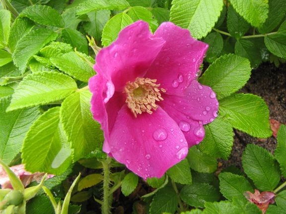 Kurtturuusu (Rosa rugosa) leviää nopeasti juurivesojen avulla muodostaen tiheitä kasvustoja, jotka syrjäyttävät alkuperäistä kasvillisuutta ja muuttavat elinympäristöjen ominaisuuksia.