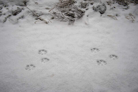 Kirjoittaja pitää susijahtia hyvänä asiana.