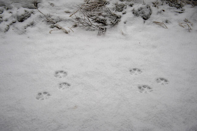 Kirjoittaja pitää susijahtia hyvänä asiana.