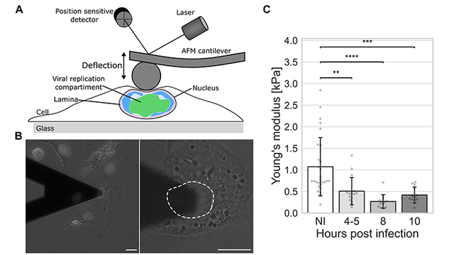 Tuman pehmeneminen herpesvirus infektion aikana. (A) Atomivoimamikroskopia mittaus (AFM) (B) Kirkaskenttämikroskopia kuvia infektoiduista soluista AFM kärjen alla (C) Tuman jäykkyyden AFM analyysi infektoimattomissa ja infektoiduissa souluissa eri aikapisteissä infektion jälkeen.