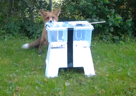 Kettu tutkii rohkeasti ruokasyöttiä tutkimuksessa mukana olleella turkulaisella yksityispihalla.  Riistakamerakuva on viime kesän käyttäytymiskokeista. 
