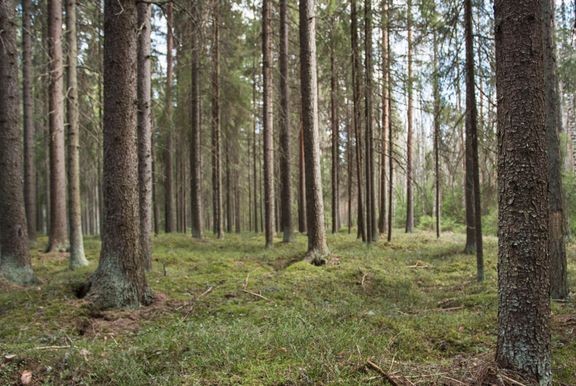 Metsäkauppojen mediaanihinta oli noin 4 400 euroa hehtaarilta.