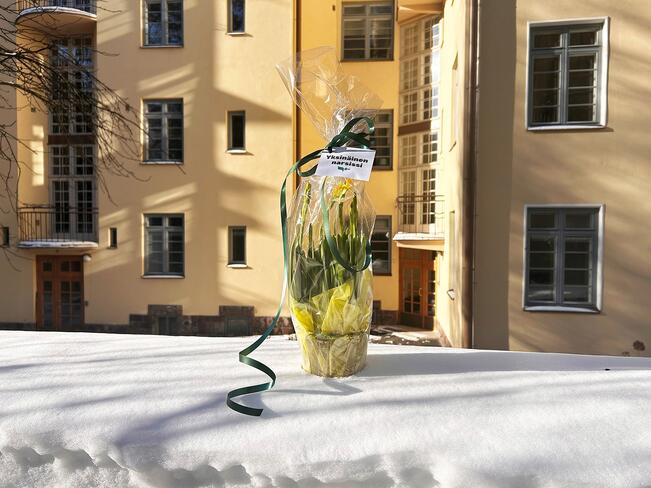 Tetenarsissit valtaavat Suomen kadut keskiviikkona.