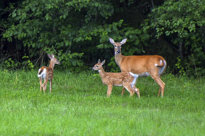 Suomessa oli helmikuussa arviolta 120 000 valkohäntäpeuraa.