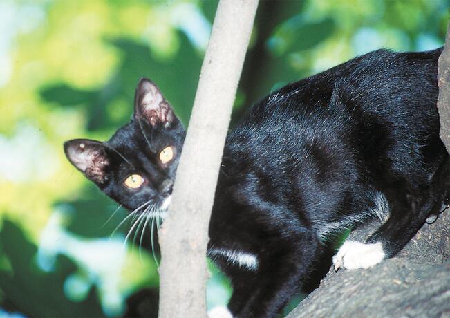 Kissojen määrästä Suomessa ei ole tarkkaa tietoa.