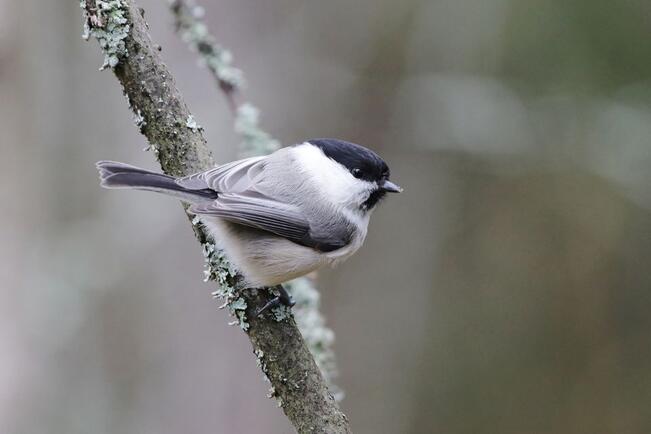 Uudessa tutkimuksessa vertailtiin metsän harvennusten ja avohakkuiden vaikutuksia eri tiaislajien pesintään.
