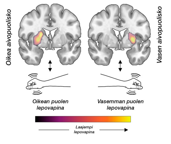 Havainnekuva lepovapinan yhteydestä aivojen dopamiinitoimintaan.
