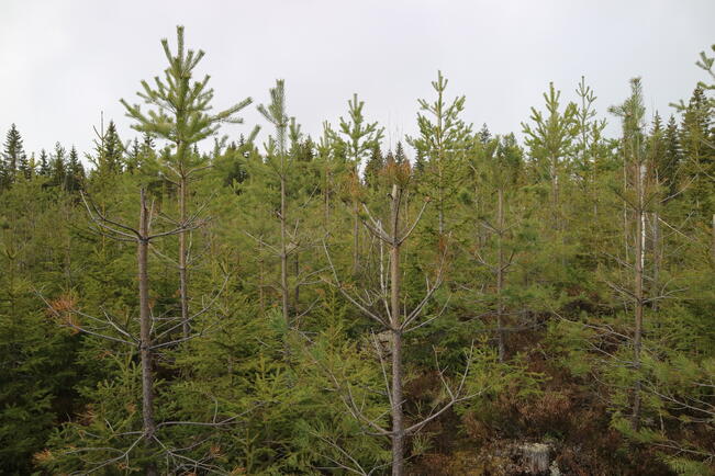 Hirvivahinkoja mäntytaimikossa.
