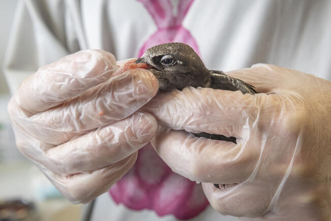 Tervapääsky on erittäin uhanalainen.