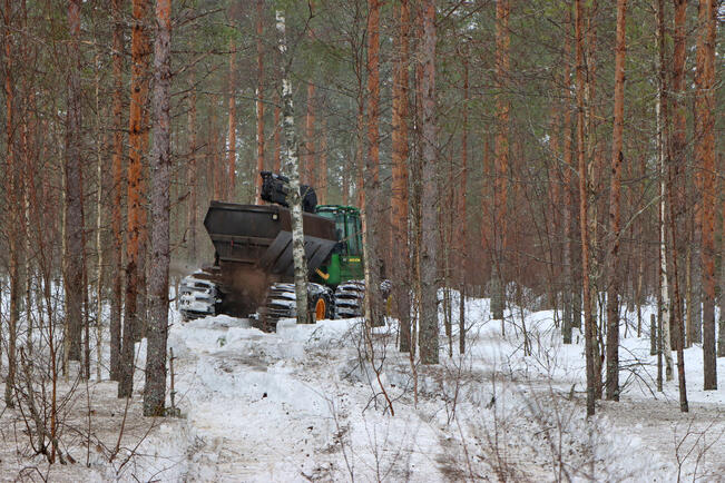 Tuhkalannoitusta talvella. 