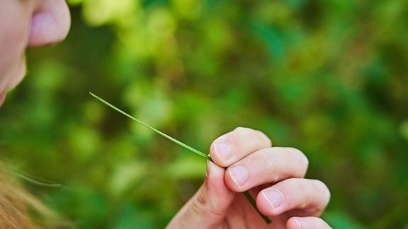 Siitepölyaltistuksella on todettu selvä yhteys heikompiin tuloksiin ylioppilaskirjoituksissa. 
